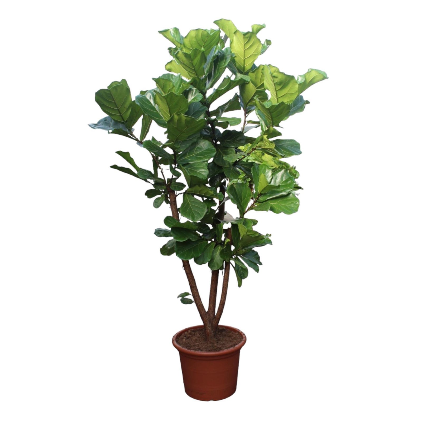 Ficus Lyrata vertakt - 240 cm - ø50
