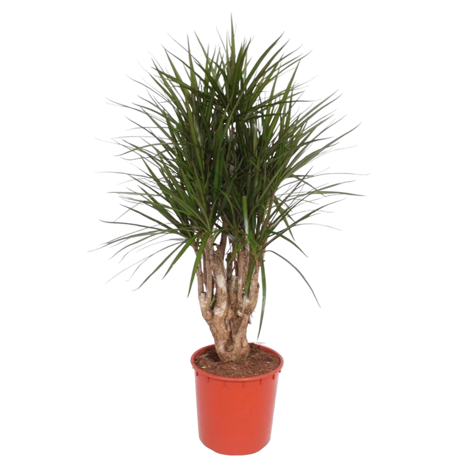 Dracaena Marginata vertakt - 140 cm - ø34