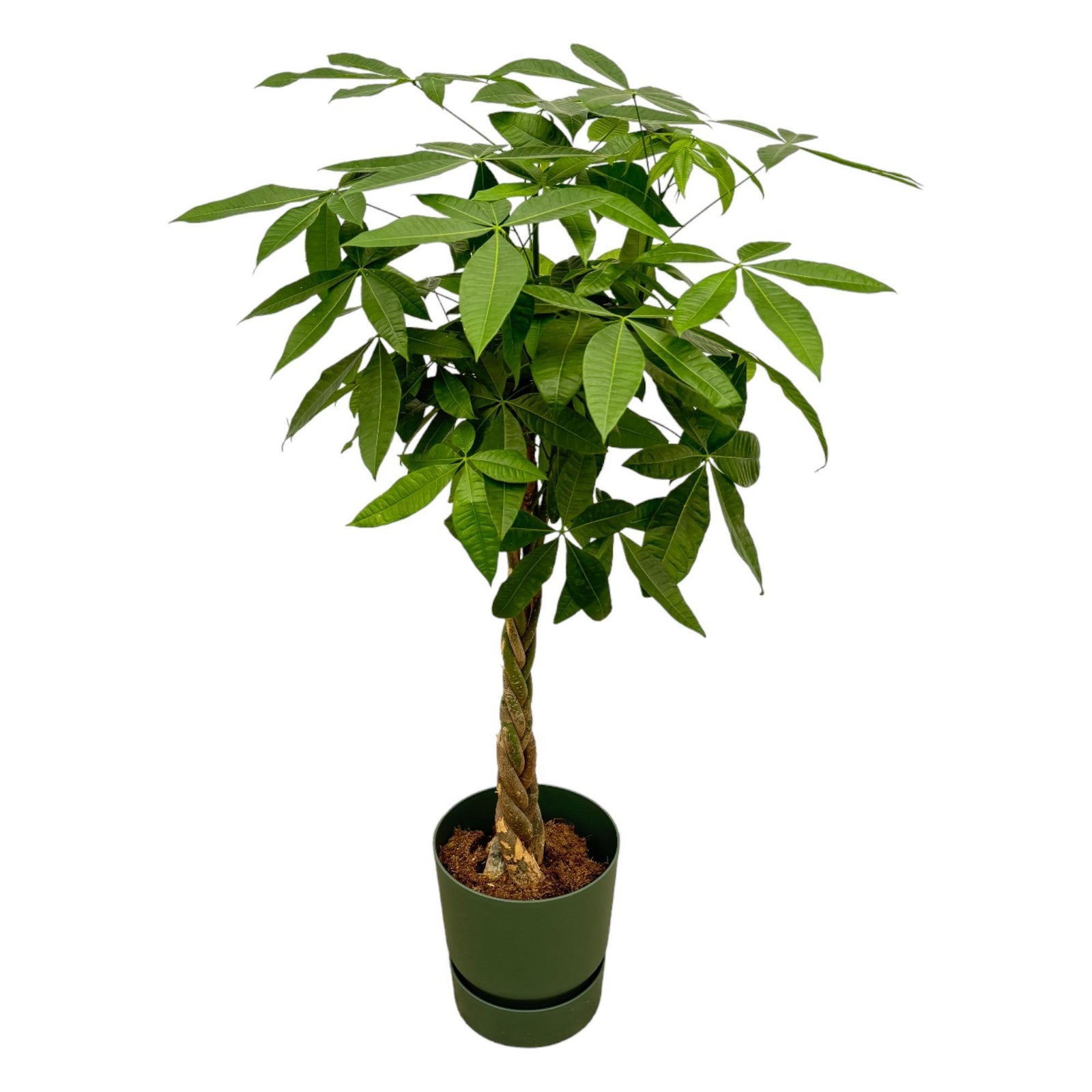 Pachira Aquatica inclusief elho Greenville Round groen - 160cm - Ø30