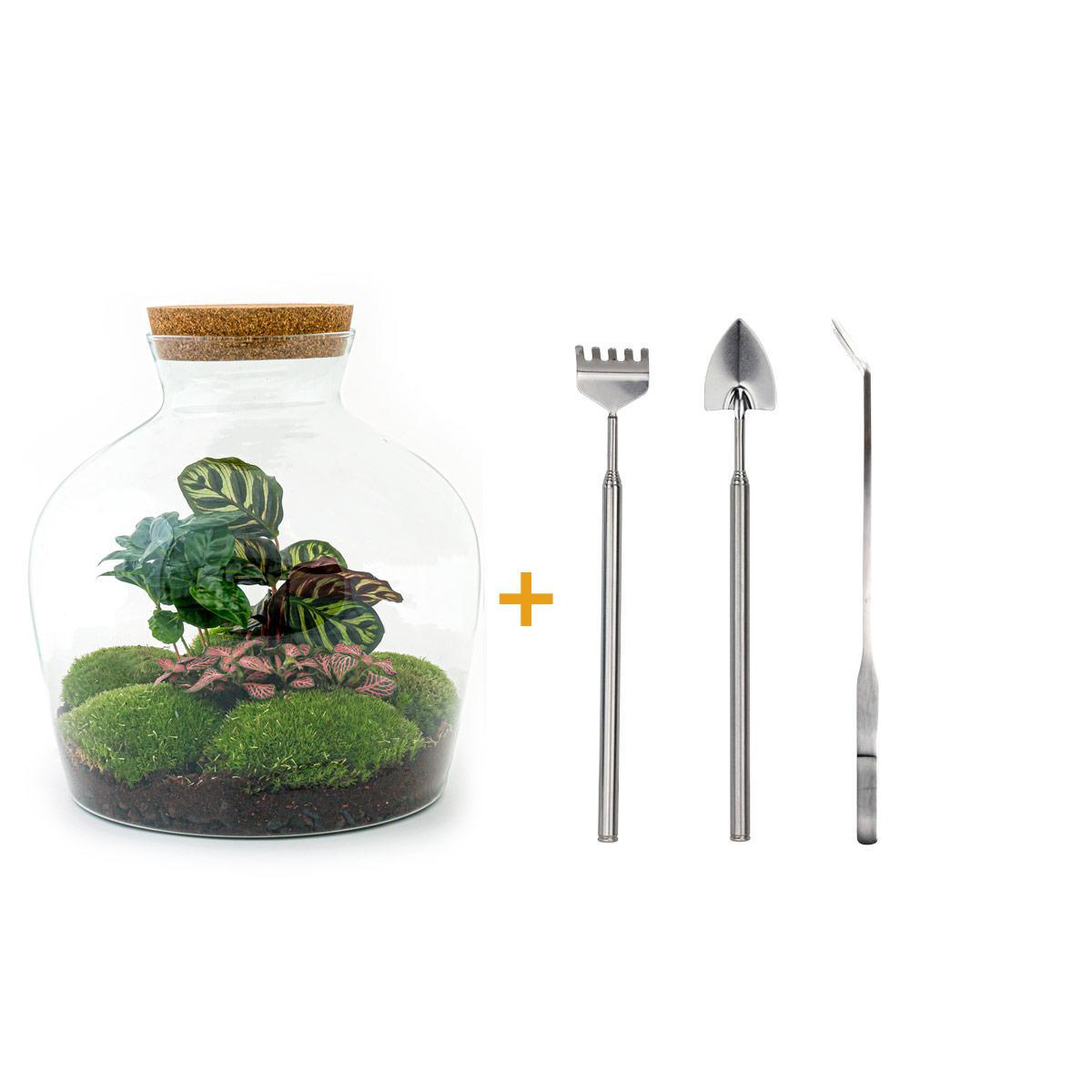 DIY terrarium - Fat Joe Coffea - ↑ 30 cm + Rake + Shovel + Tweezer