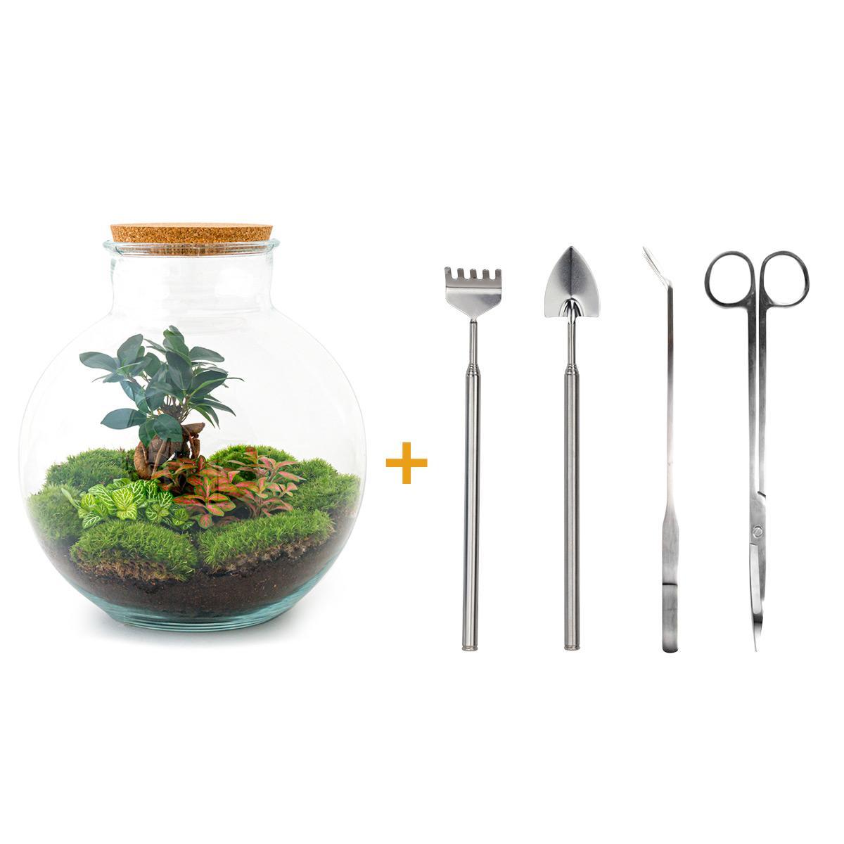 DIY terrarium - Bolder Bob Bonsai - ↑ 30 cm + Rake + Shovel + Tweezer + Scissors