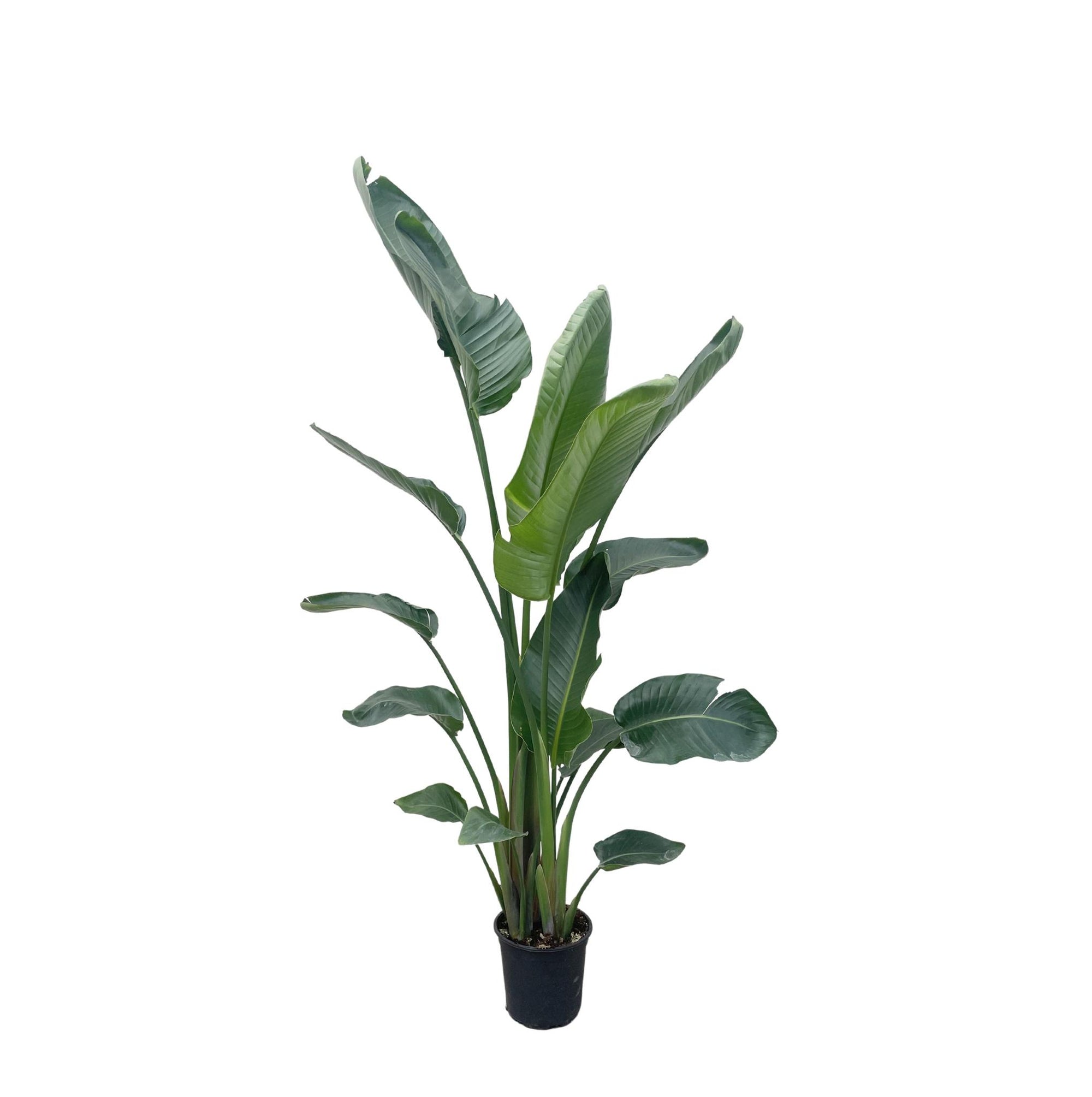 Strelitzia Nicolai XXL - 225 cm - ø27