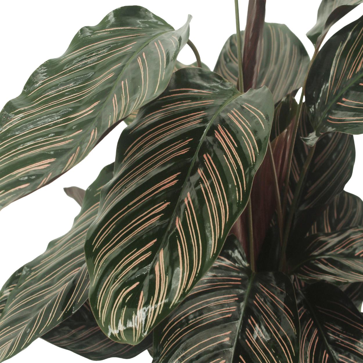 2x Calathea Ornata - Pauwenplant - 50cm - ø14