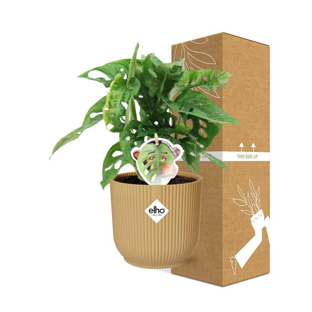 Monstera ‘Monkey Leaf’ in ELHO Vibes Fold 14cm geel