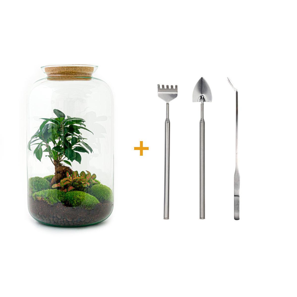 DIY terrarium - Sven Bonsai - ↑ 43 cm + Rake + Shovel + Tweezer