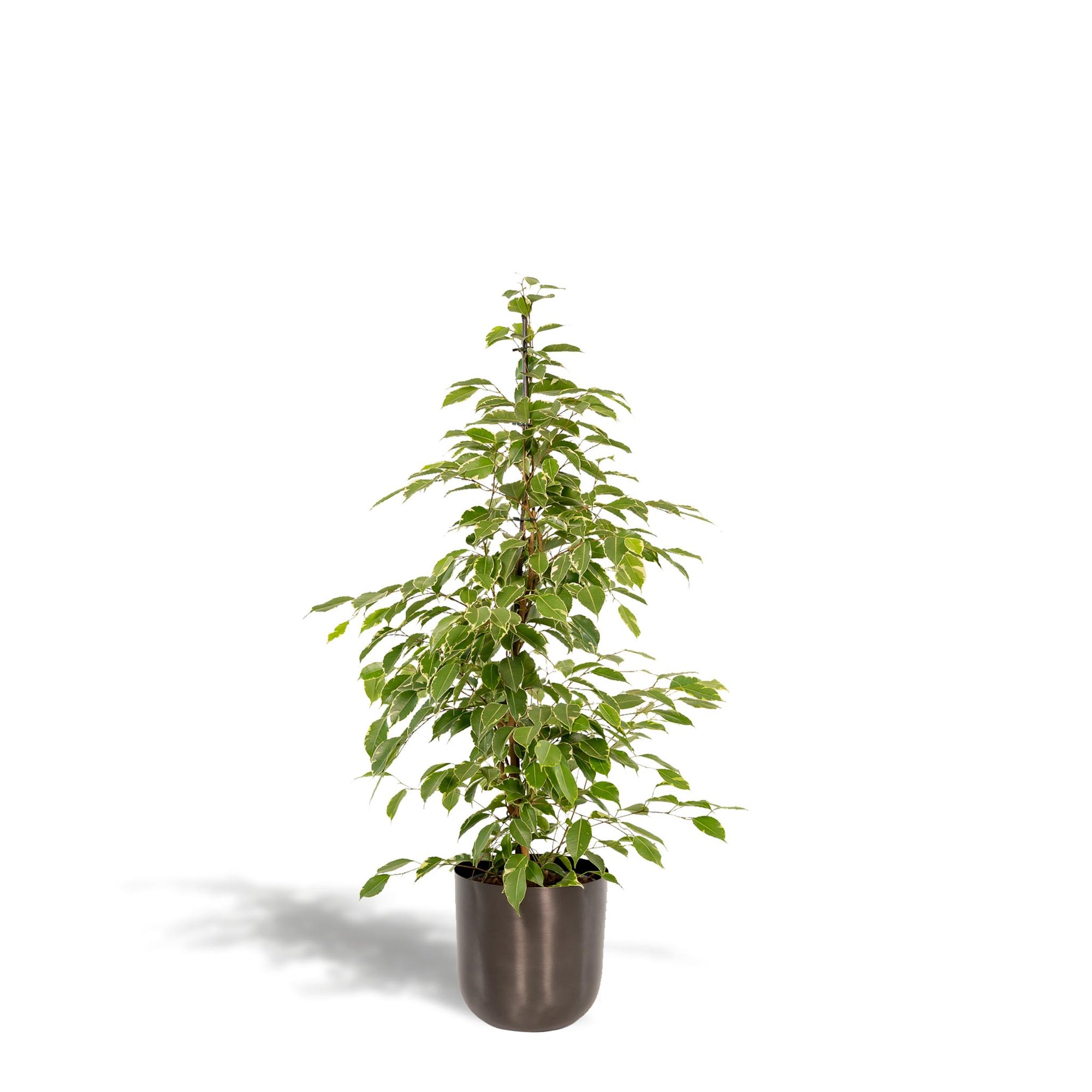 Ficus benjamina Goldenking - ↨95cm - Ø21cm + Pot Mayk Lead