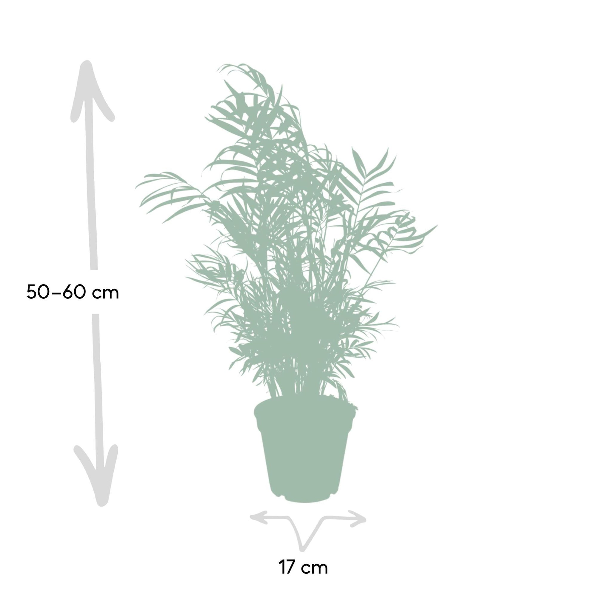 Chamaedorea Elegans - Mexicaanse Bergpalm - 55cm - Ø17