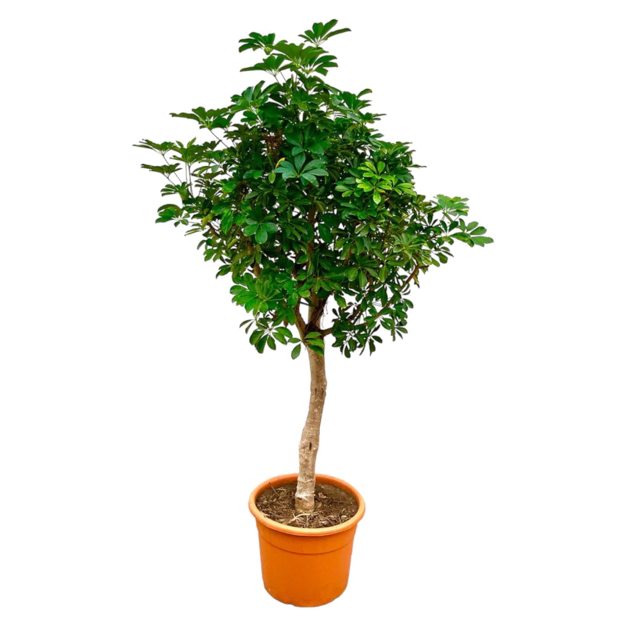 Schefflera op stam - 210cm - ø34