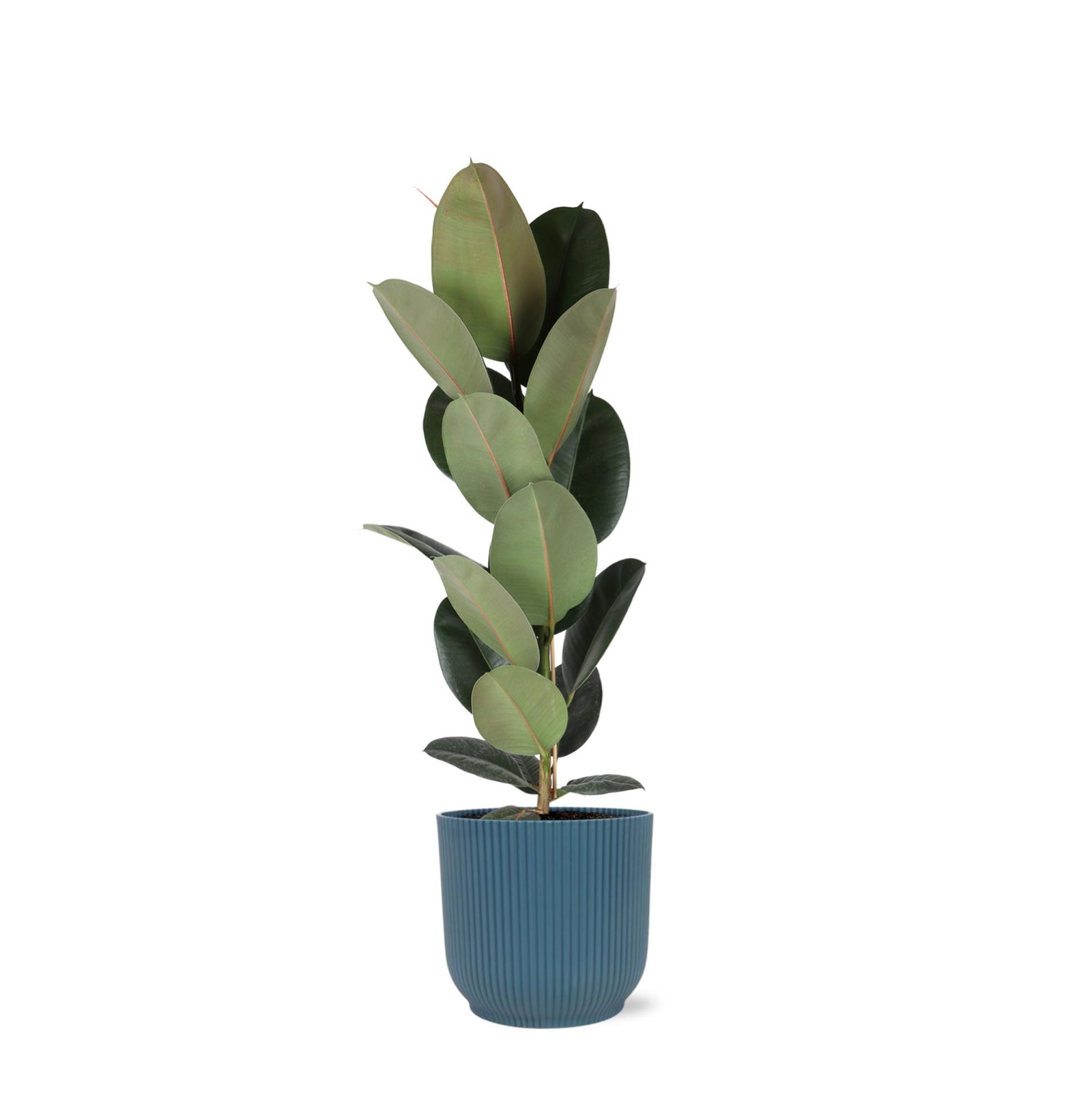 Ficus Elastica Robusta - Ø21cm - ↕90cm in Vibes blauw pot