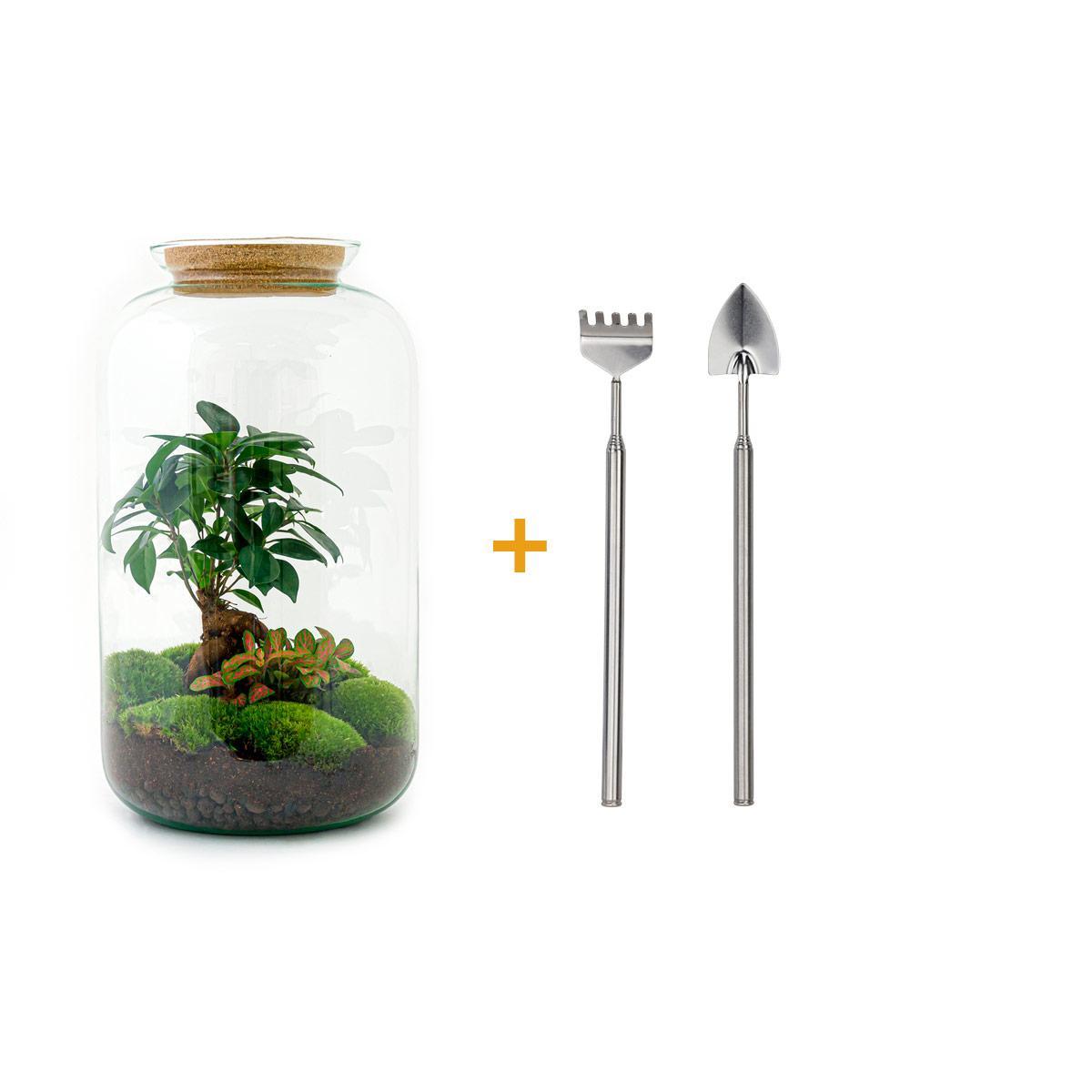 DIY terrarium - Sven Bonsai - ↑ 43 cm + Rake + Shovel