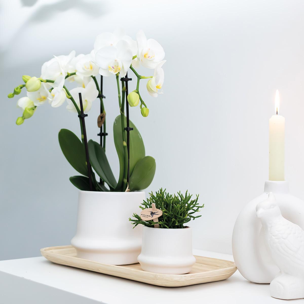 Kolibri Orchids | COMBI DEAL van 2 witte Phalaenopsis orchideeën - Amabilis - potmaat Ø9cm | bloeiende kamerplant - vers van de kweker