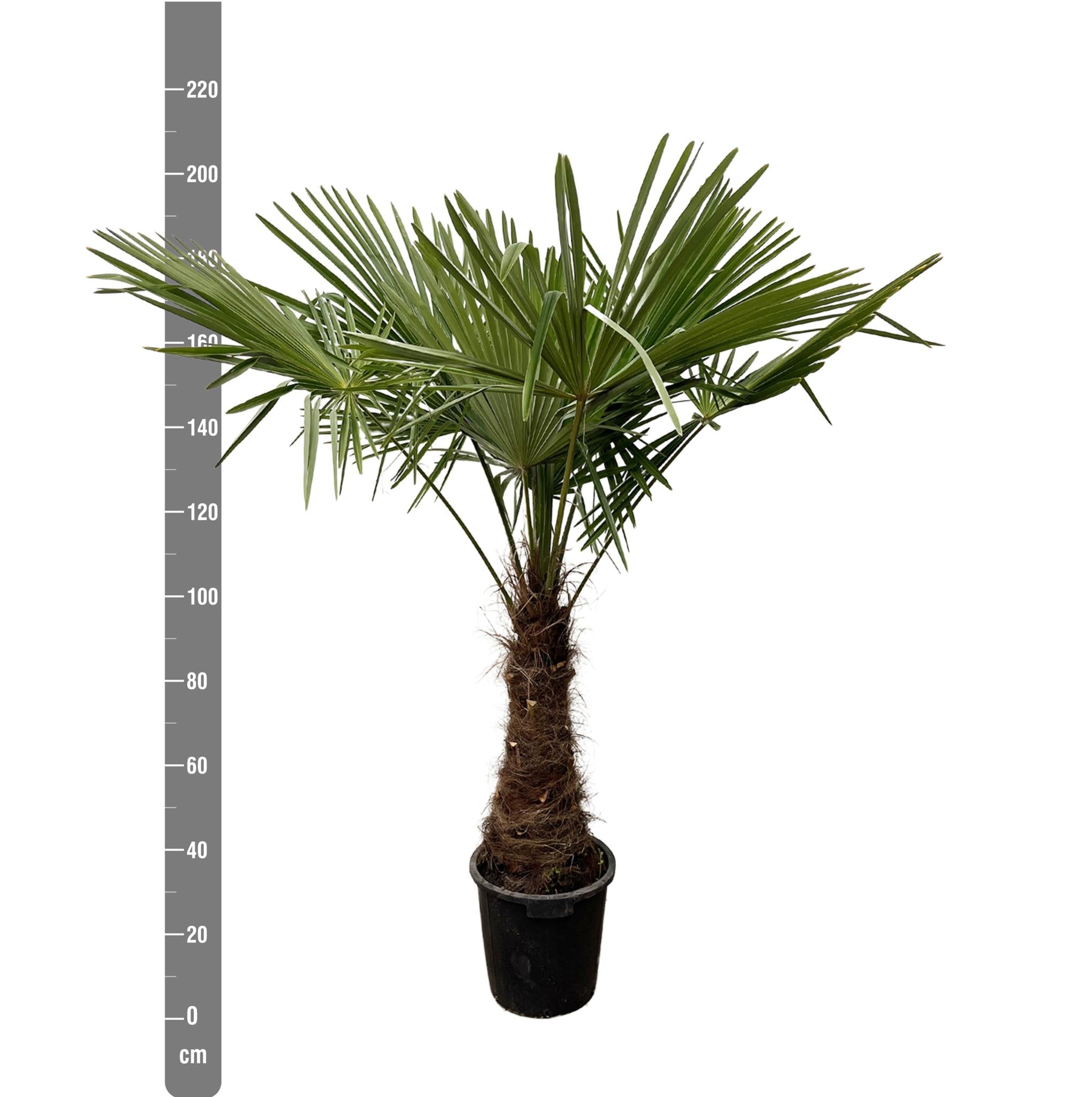 Trachycarpus - 225cm- Ø40