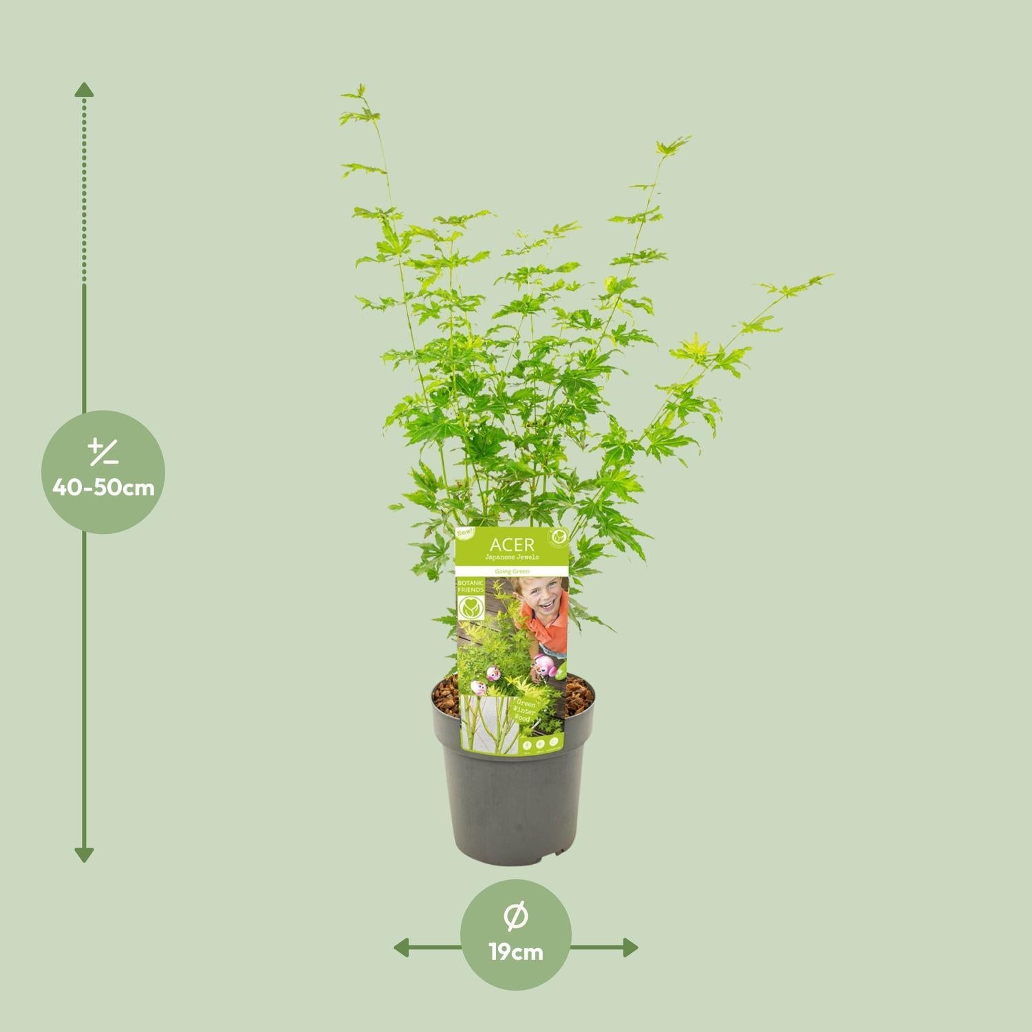 Acer palmatum Going Green - Ø19 - ↨40cm