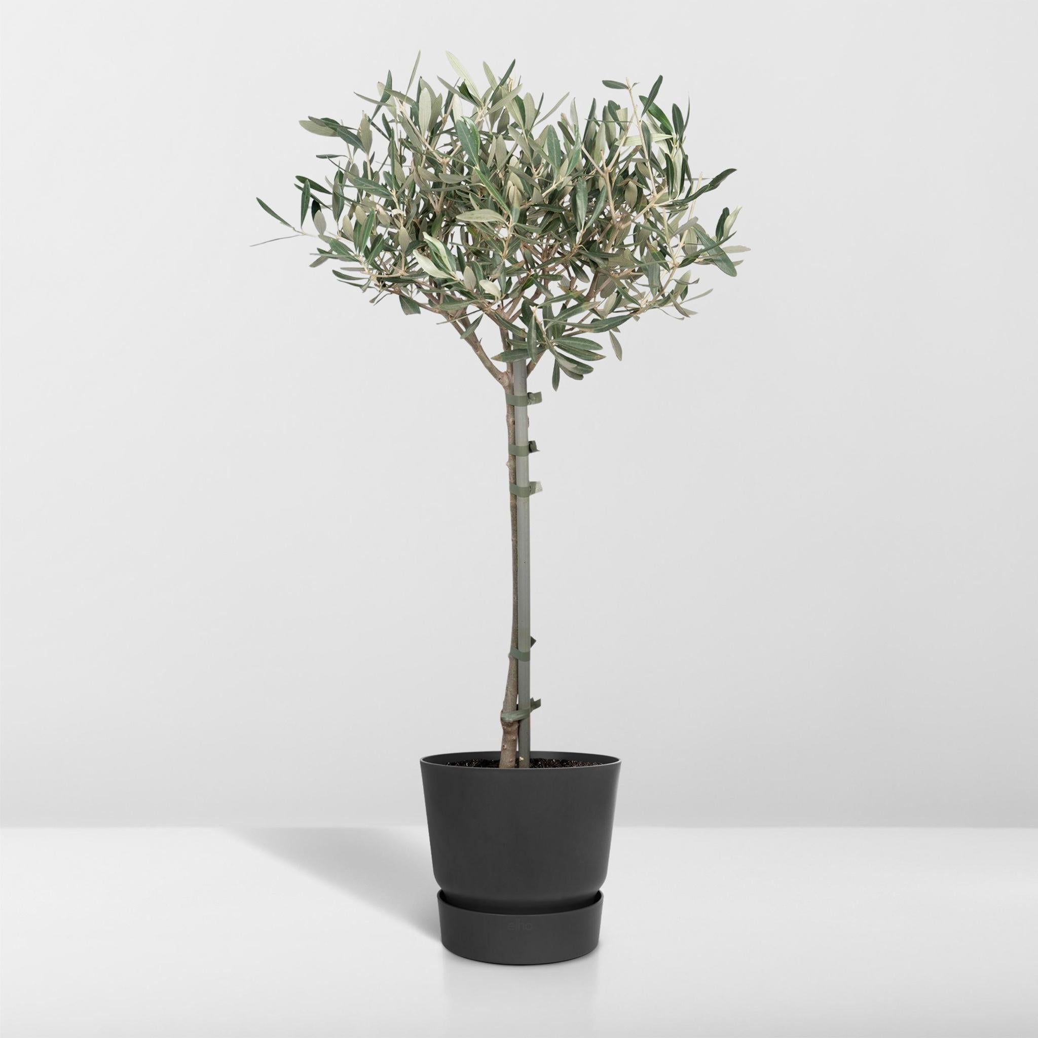 Olea op stam - 90cm - Ø19