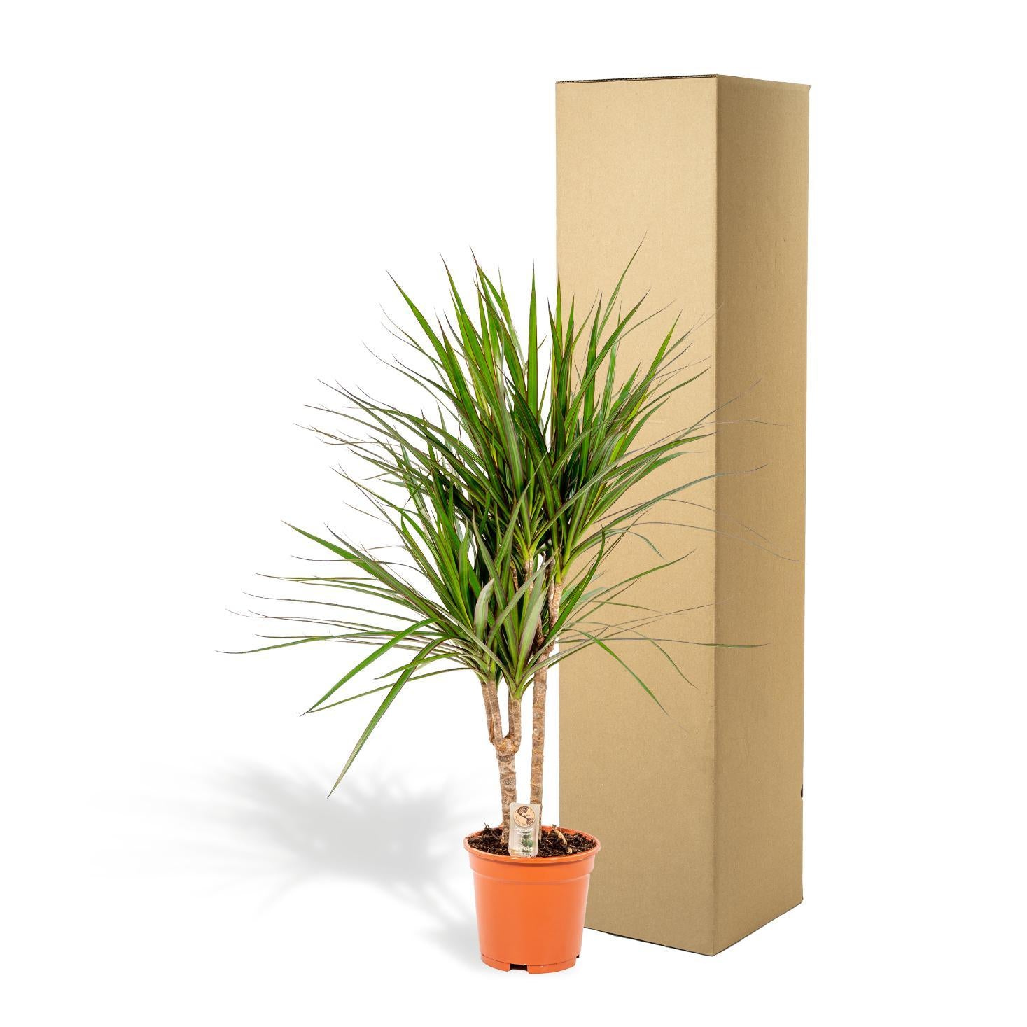 Dracaena Marginata - ↨90cm - Ø17cm