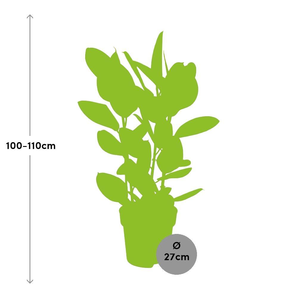 Ø27cm - ↕110cm