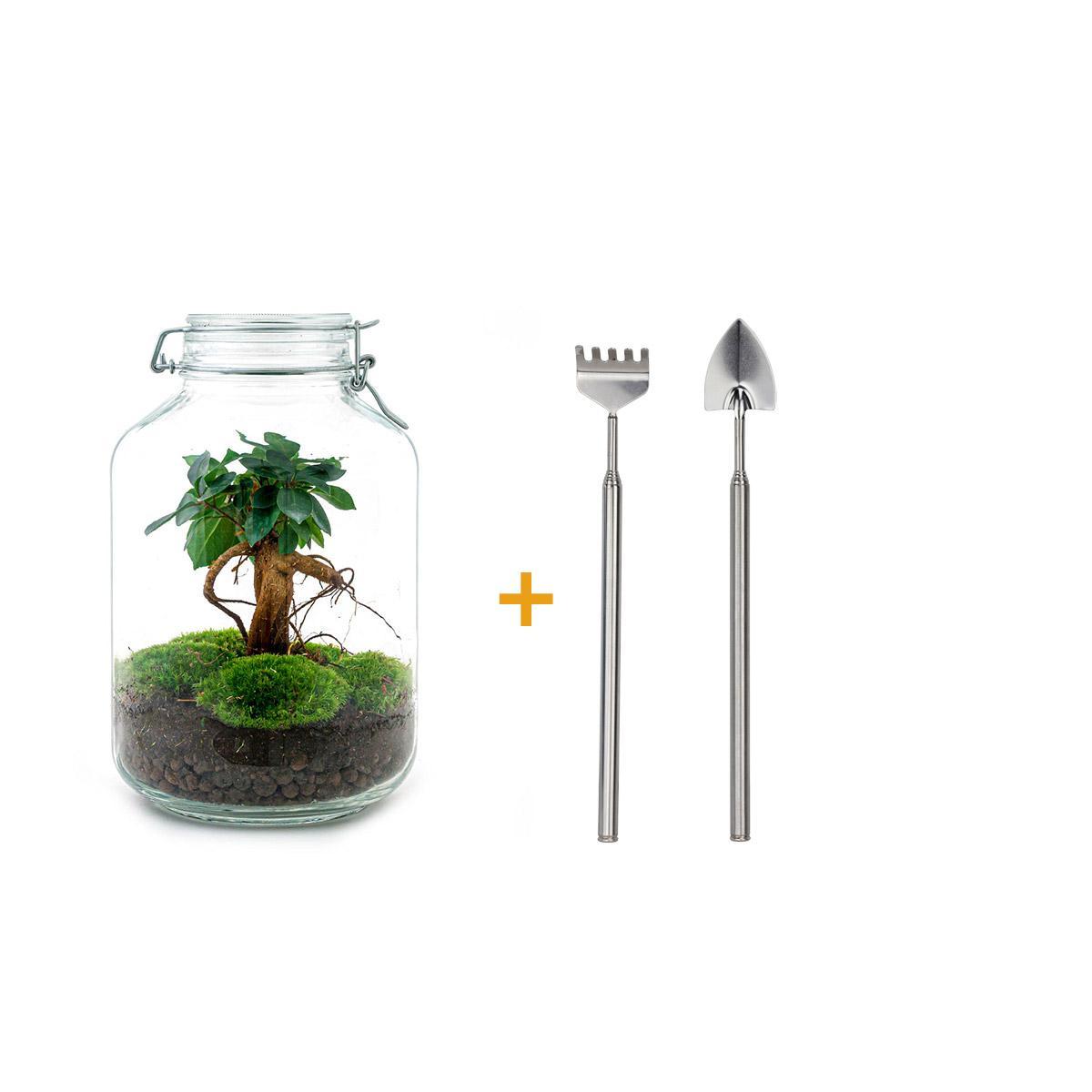 DIY terrarium - Jar - Ficus Ginseng bonsai - ↑ 28 cm  + Rake + Shovel