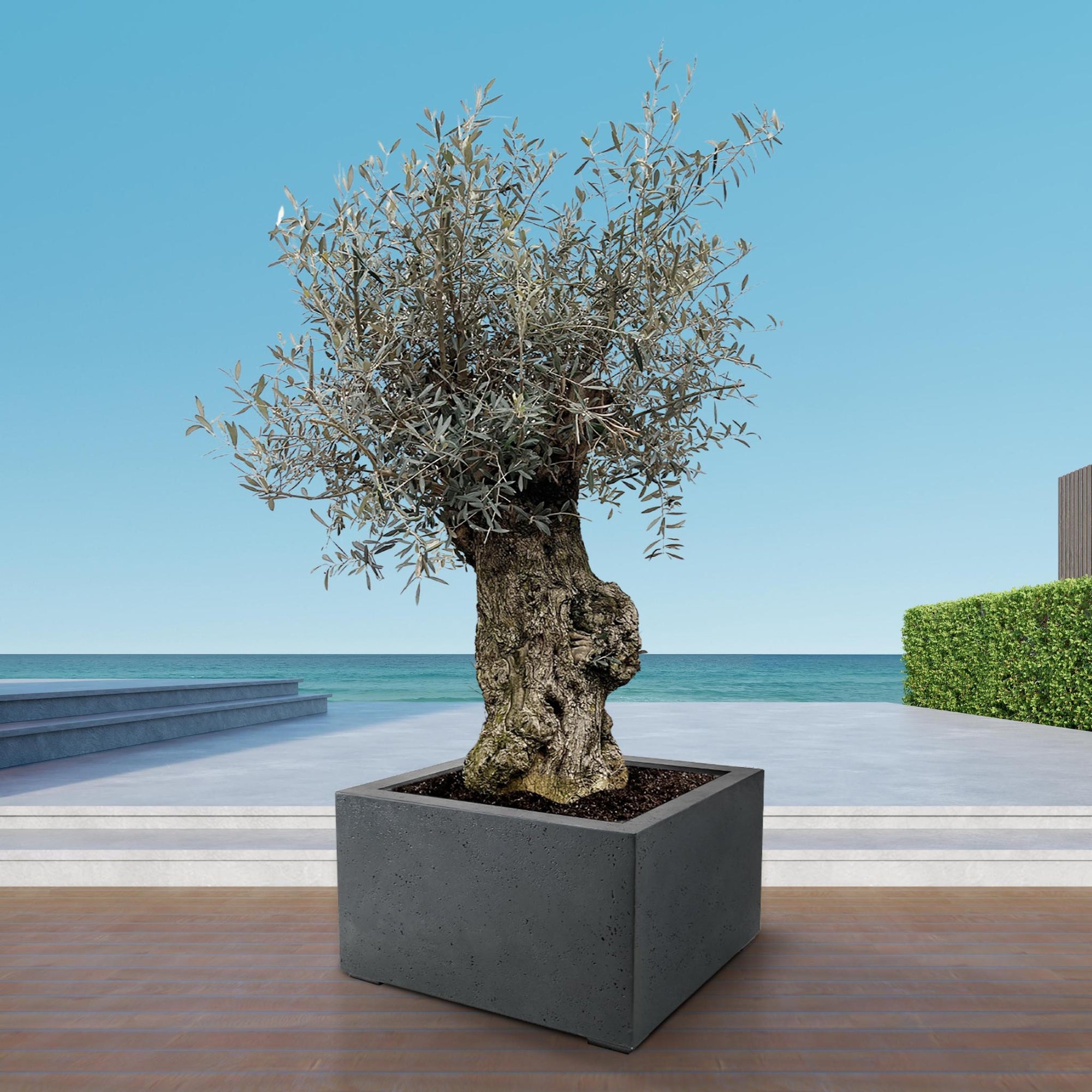 Olea Europaea Bonsai - 250cm- Ø65