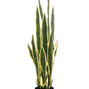 Kunstplant - Sanseveria Trifasciata - Vrouwentong - 97 cm