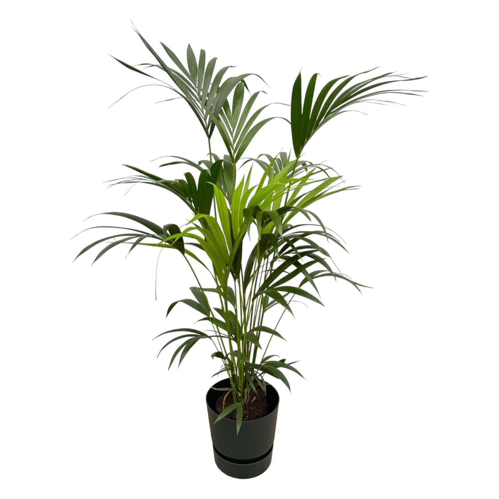 Kentia palm inclusief elho Greenville Round zwart - 160cm - Ø30