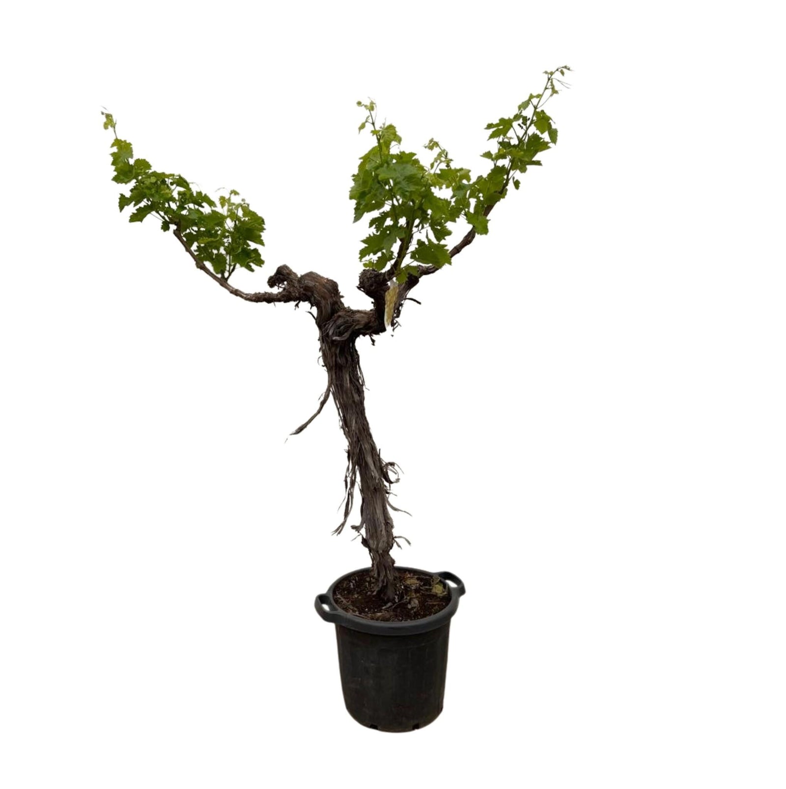 Druivenboom (Vitis Vinifera) stam vertakt - 220cm - ø55