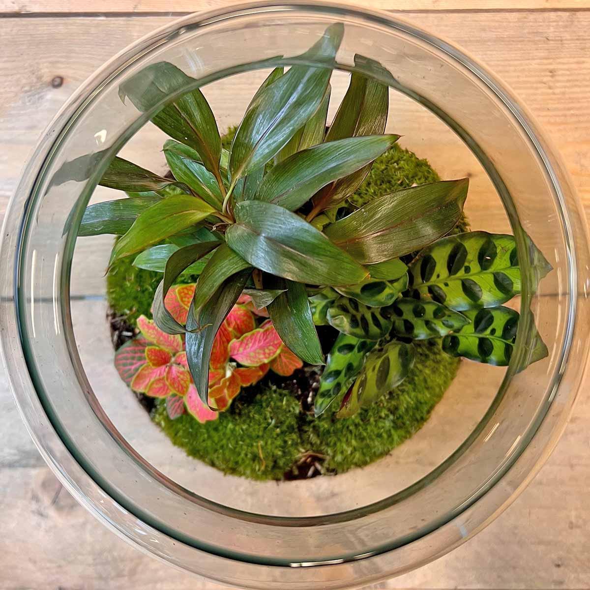 DIY terrarium - Milky Palm - ↑ 30 cm