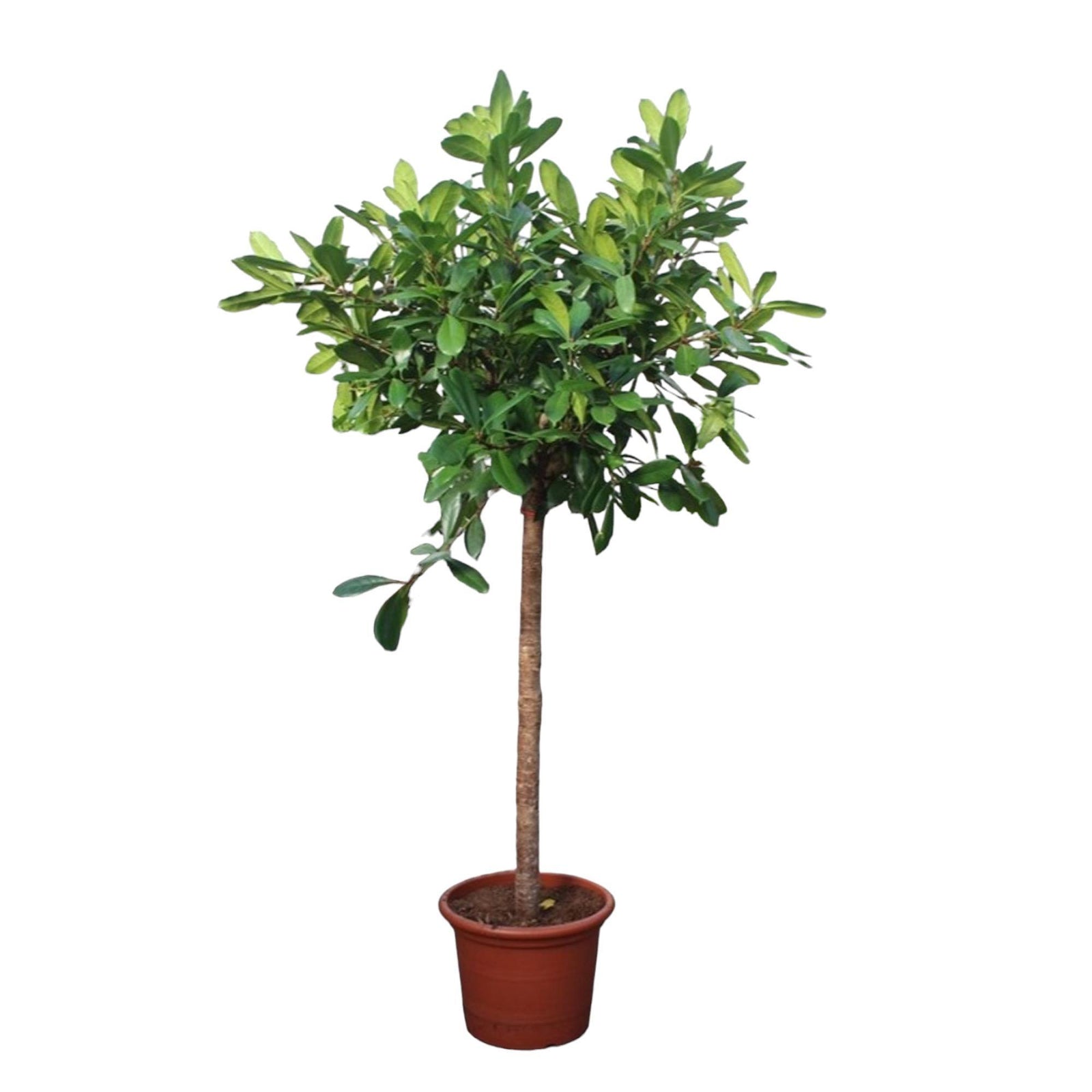 Ficus Cyathistipula boom - 250 cm - ø50