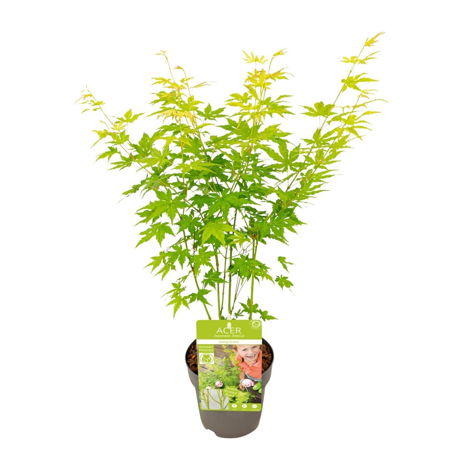 Acer palmatum Going Green - Ø15 - ↨30cm