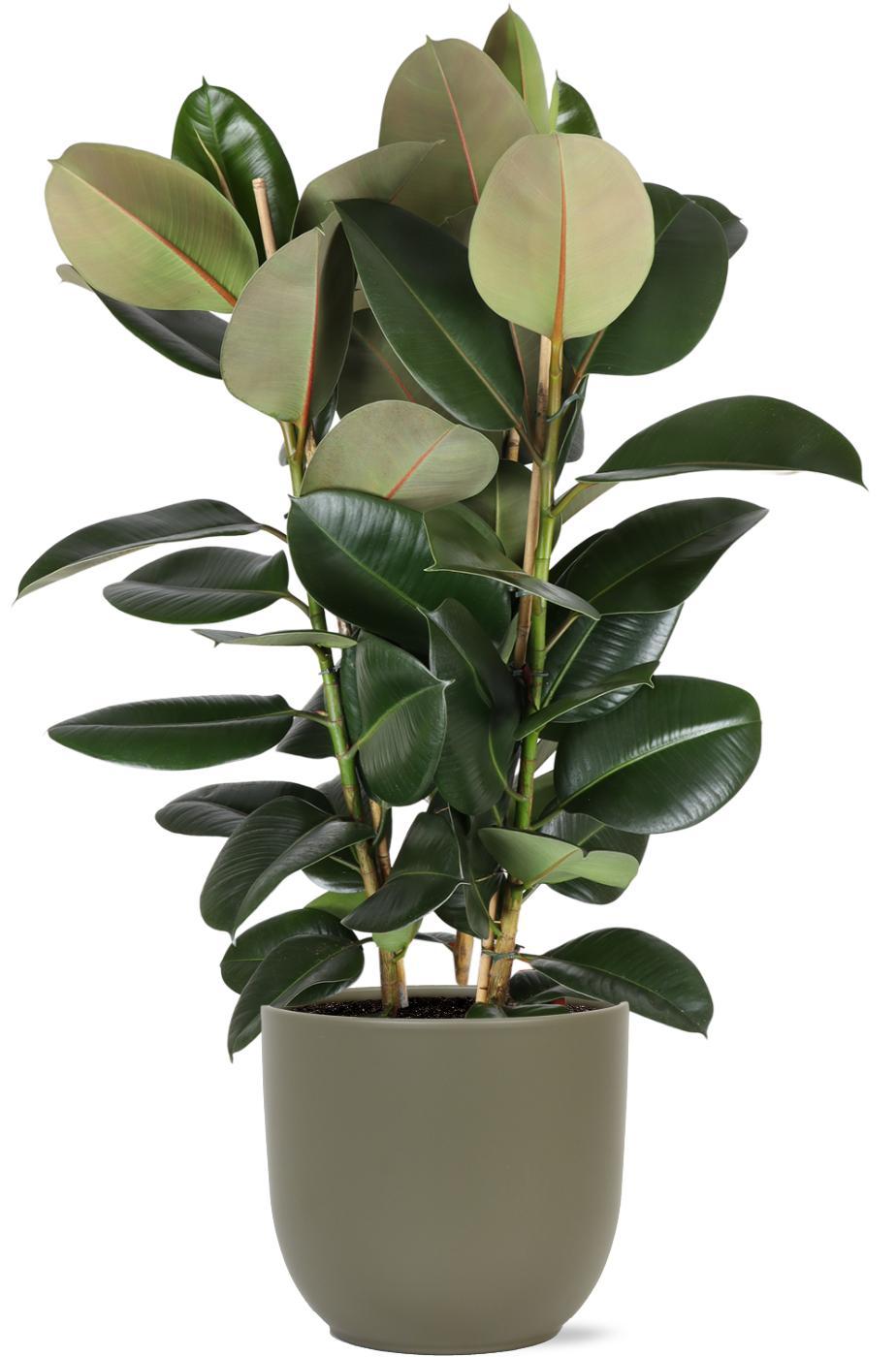 Ficus Elastica Robusta Ø27cm - ↕115cm in Boule OLIJF pot