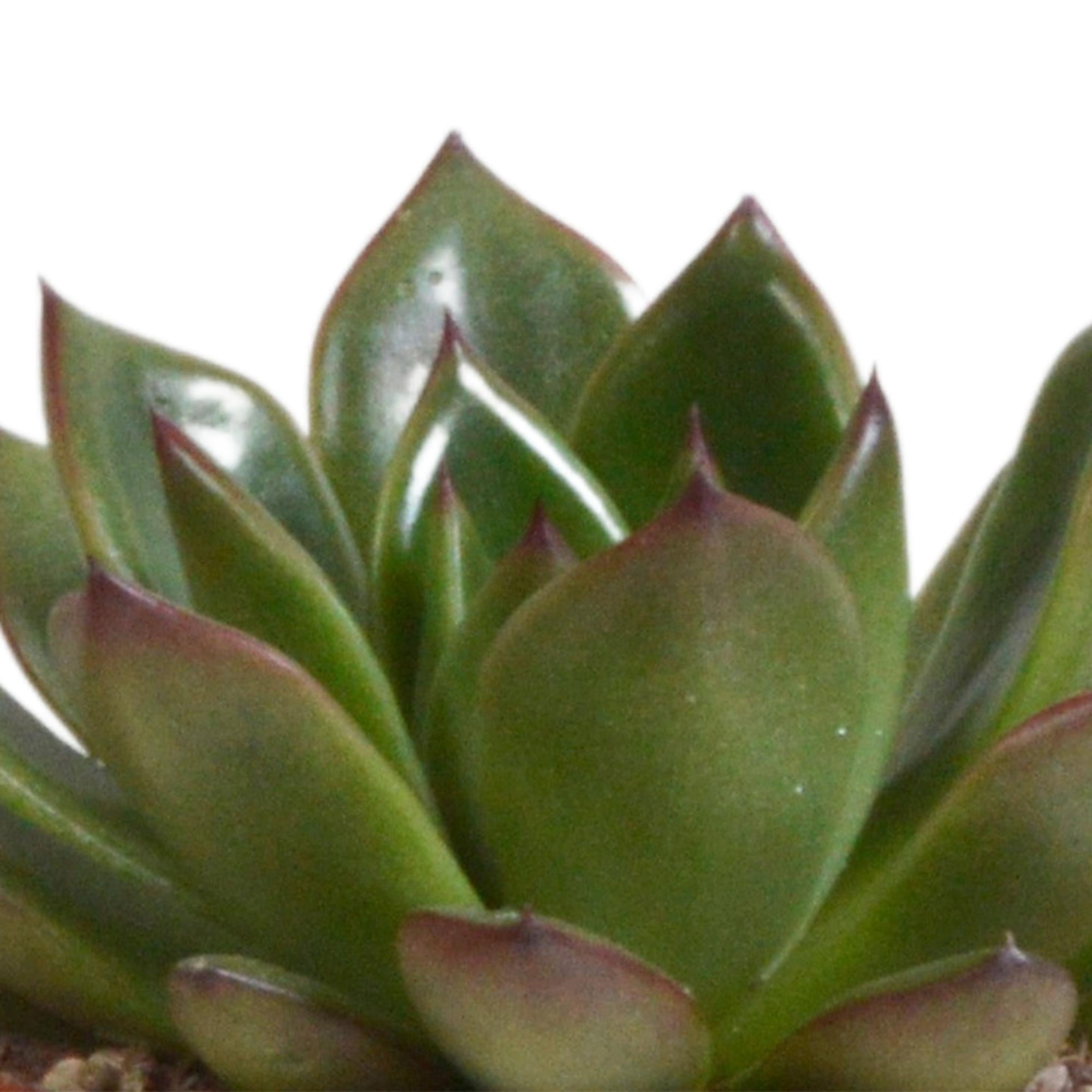 Echeveria mix 8.5 cm in terracotta pot | 3 stuks