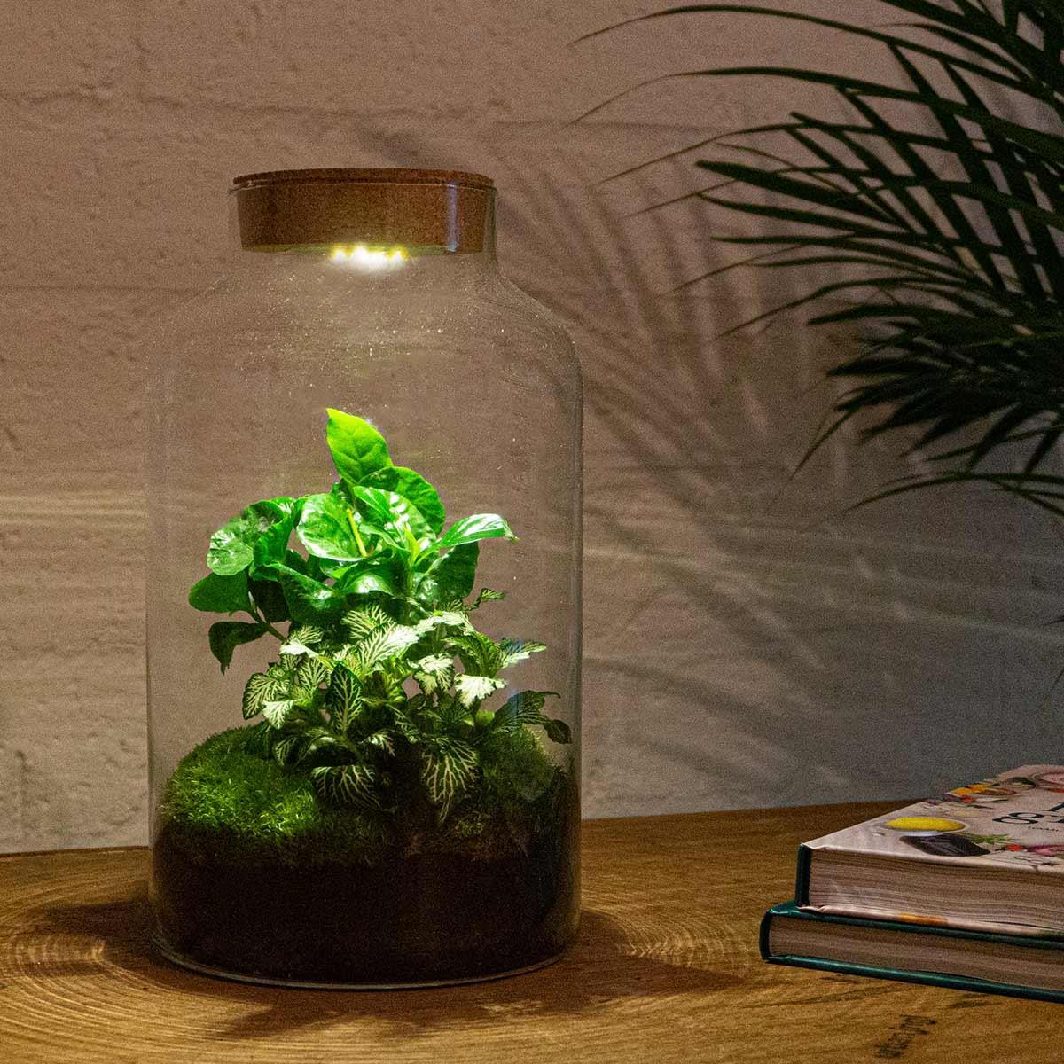 DIY terrarium - Milky Coffea met lamp - ↑ 31 cm