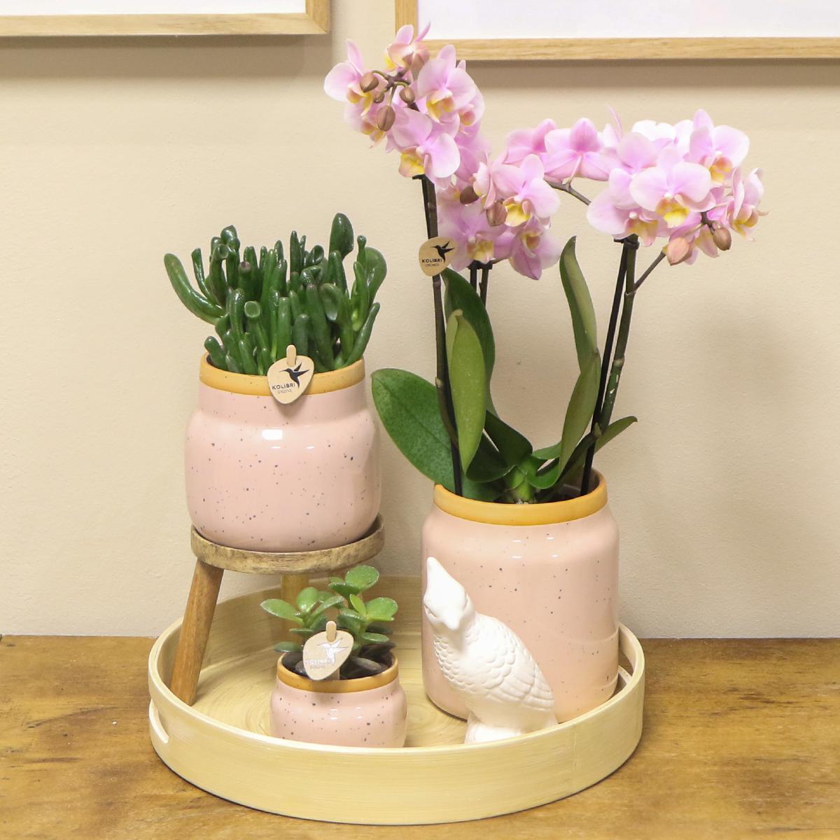 Kolibri Company | Gift set Love pink| Plantenset met roze Phalaenopsis Orchidee en Succulenten incl. keramieken sierpotten