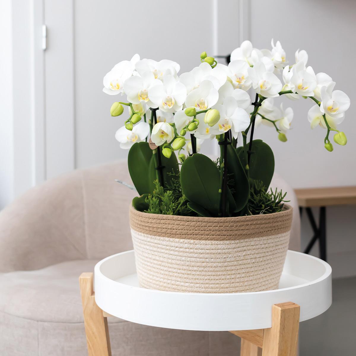 Kolibri Orchids | roze plantenset in Cotton Basket incl. waterreservoir | drie roze orchideeën Andorra 9cm en drie groene planten Rhipsalis | Jungle Bouquet roze met zelfvoorzienend waterreservoir