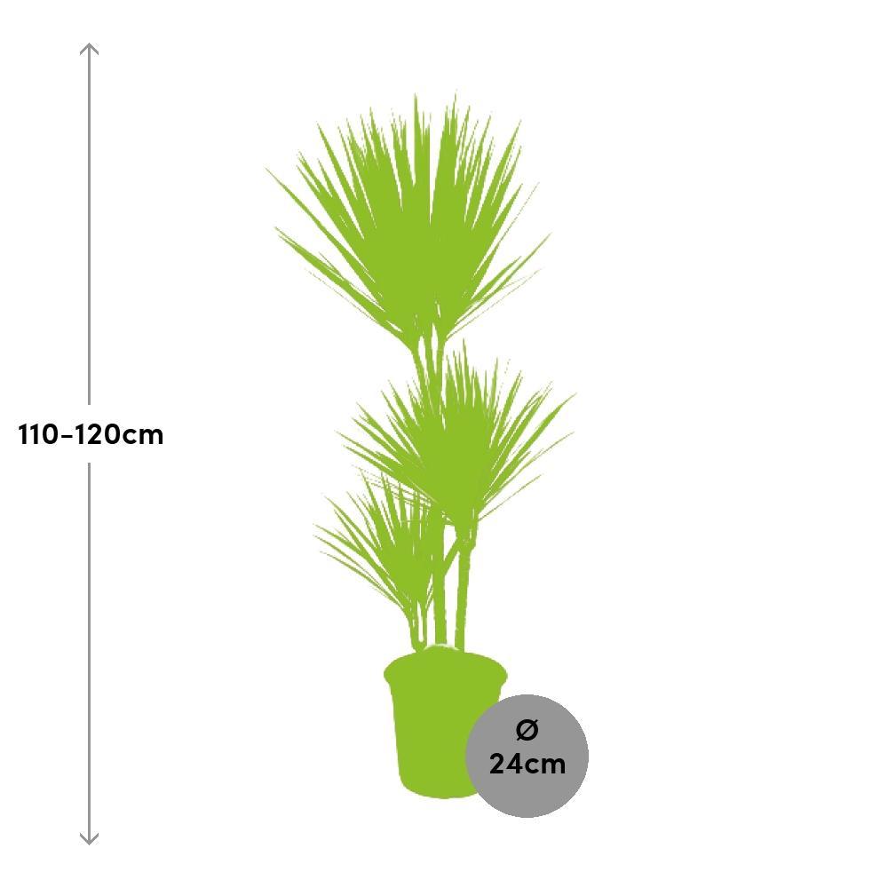 Ø24cm - ↕115cm