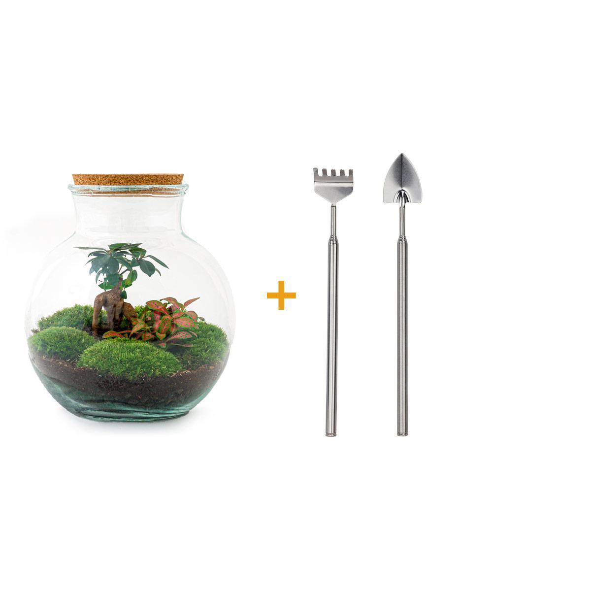 DIY terrarium - Teddy bonsai - ↑ 26,5 cm + Rake + Shovel