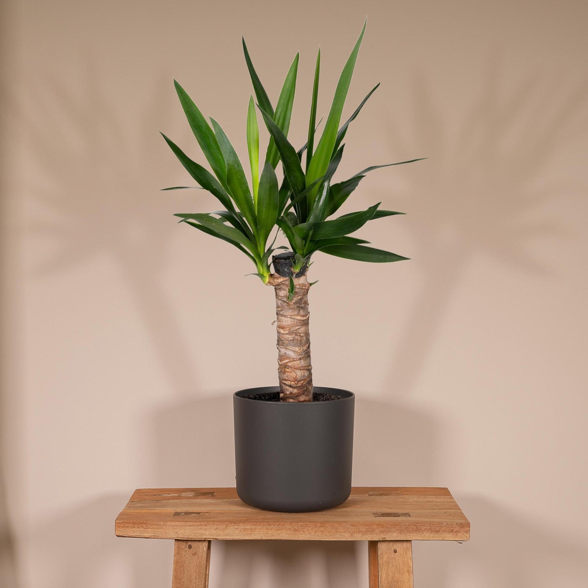 Yucca Elephantipes - Palmlelie - 40cm - Ø14