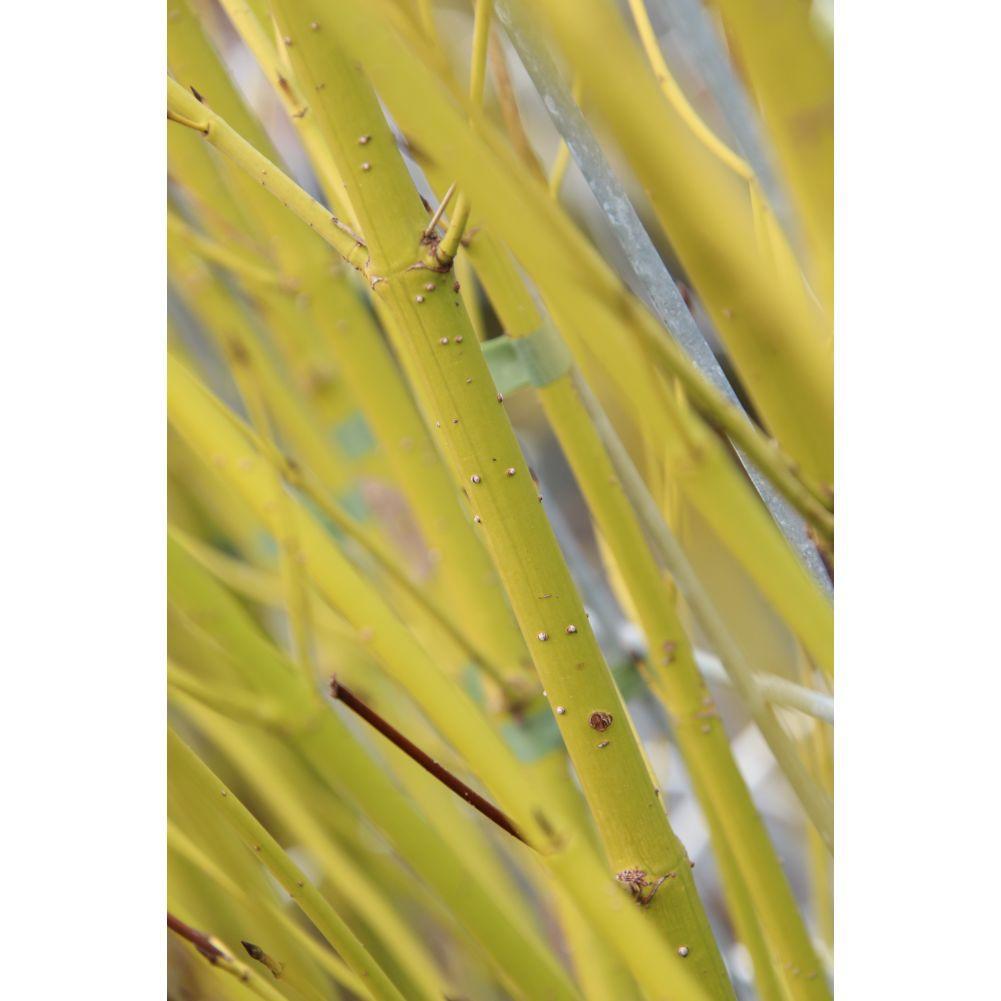 Cornus Stolonifera Flaviramea - ↨180cm - 1 stuks