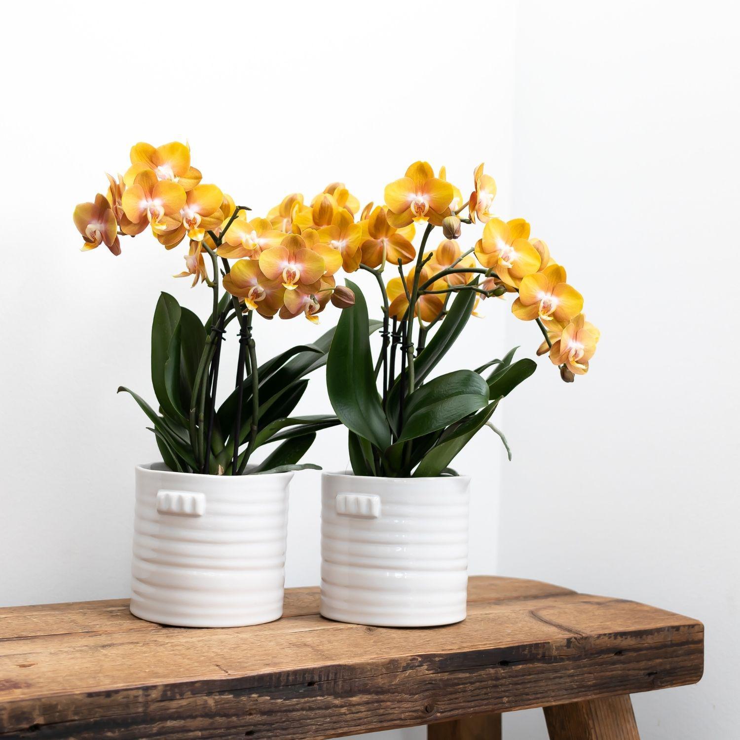 Kolibri Orchids | Oranje gouden Phalaenopsis orchidee - Jewel Las Vegas - potmaat Ø12cm - 40cm hoog |  bloeiende kamerplant – vers van de kweker