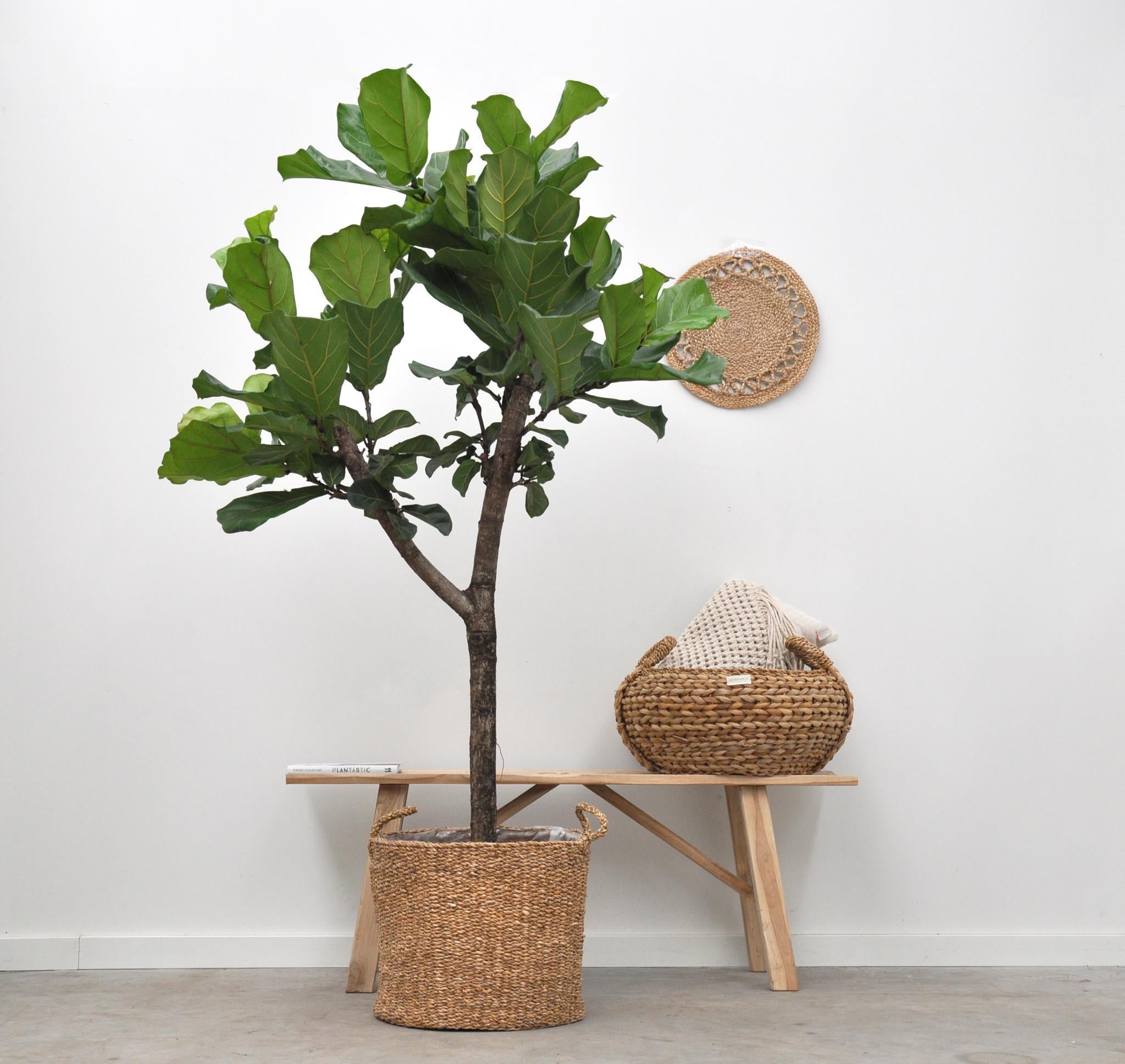 Ficus Lyrata boom - 180cm - ⌀30