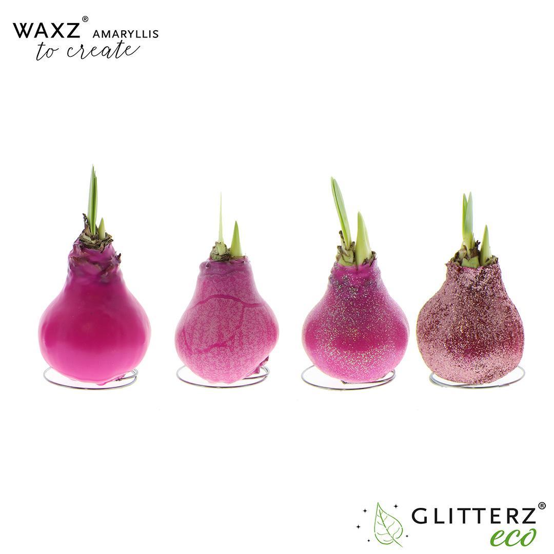 Amaryllis Waxz To Create Pink - 4 stuks - Ø7 cm - ↕15 cm