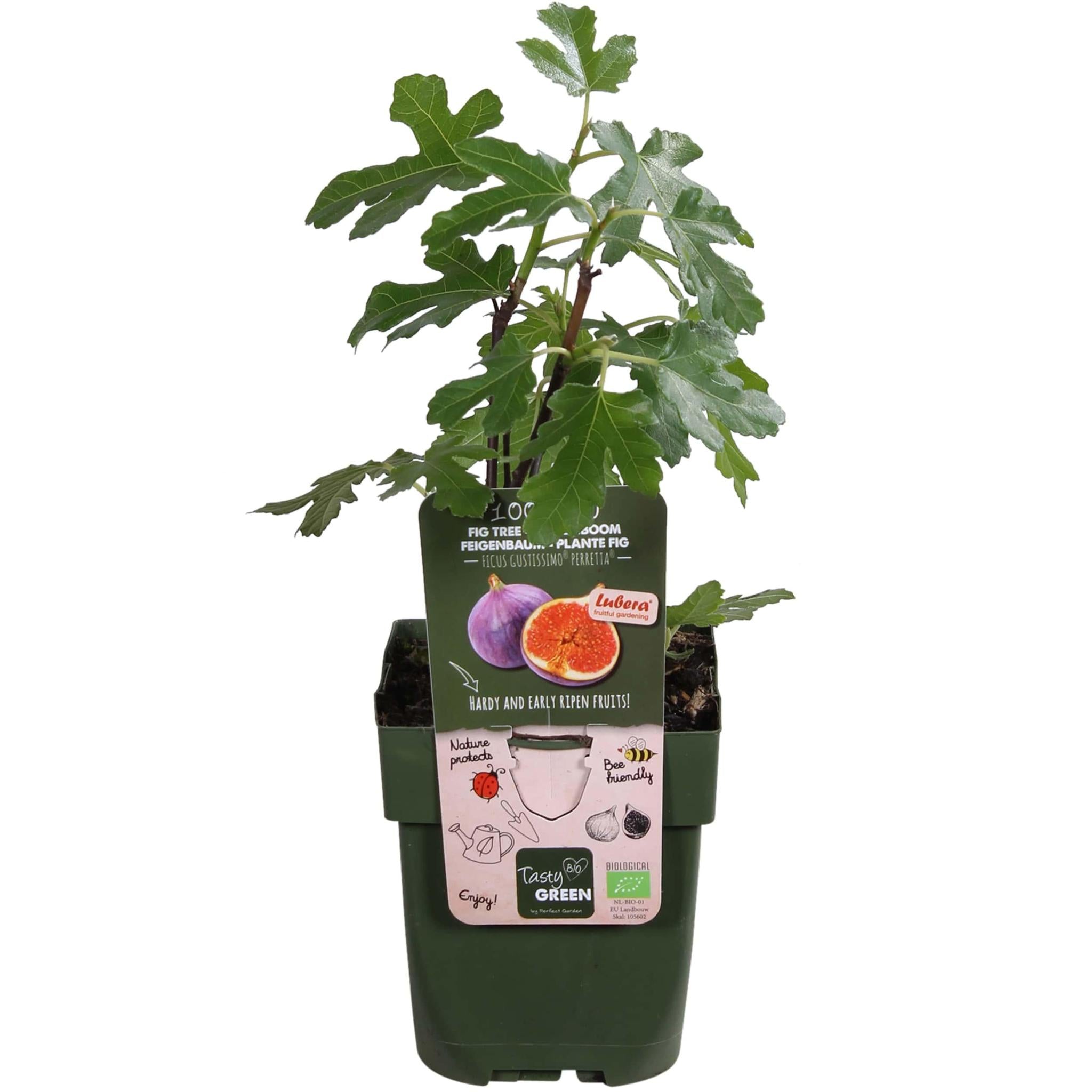 Ficus Gustissimo® Perretta® - ↨45cm - Ø13