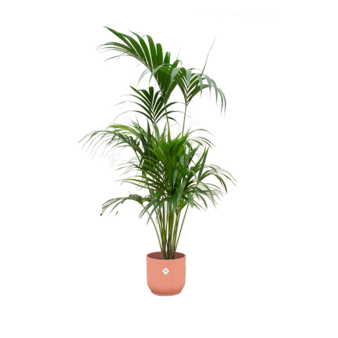 Combi deal - Kentia palm inclusief elho Vibes Fold Round roze Ø30 - 180 cm