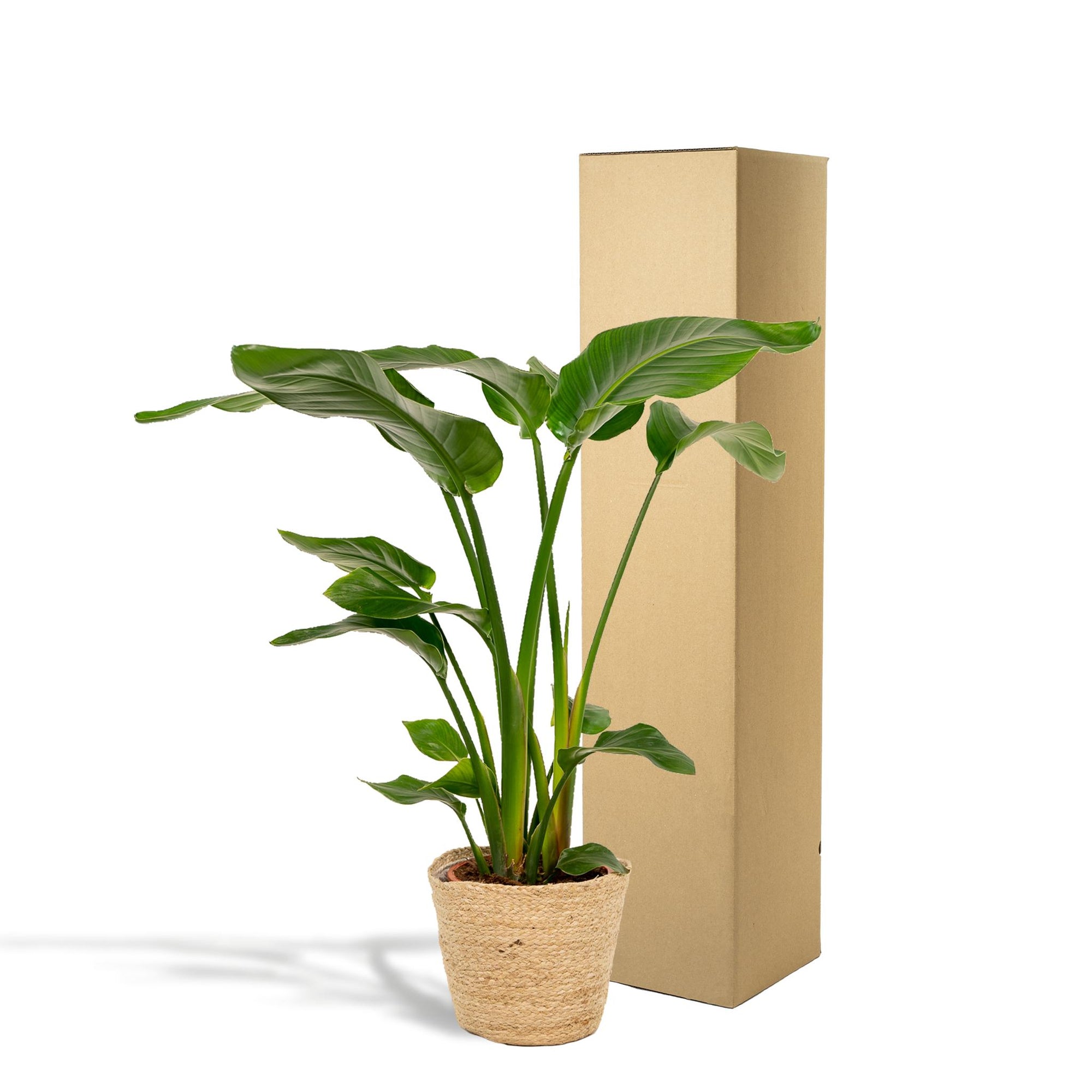 Strelitzia Nicolai - ↨90cm - Ø19cm + Mand Selin