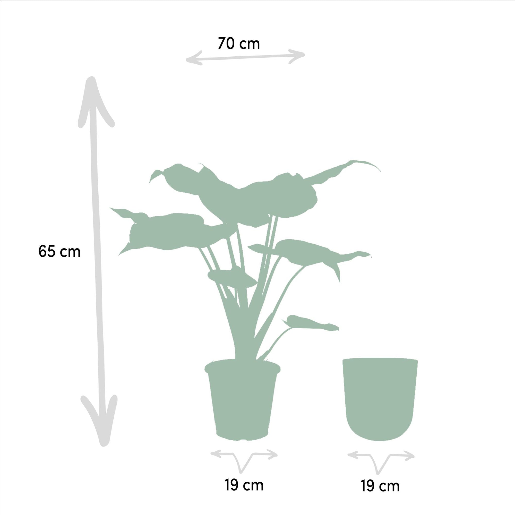 Alocasia Cucullata - ↨65cm - Ø19cm + Pot Mayk Gold