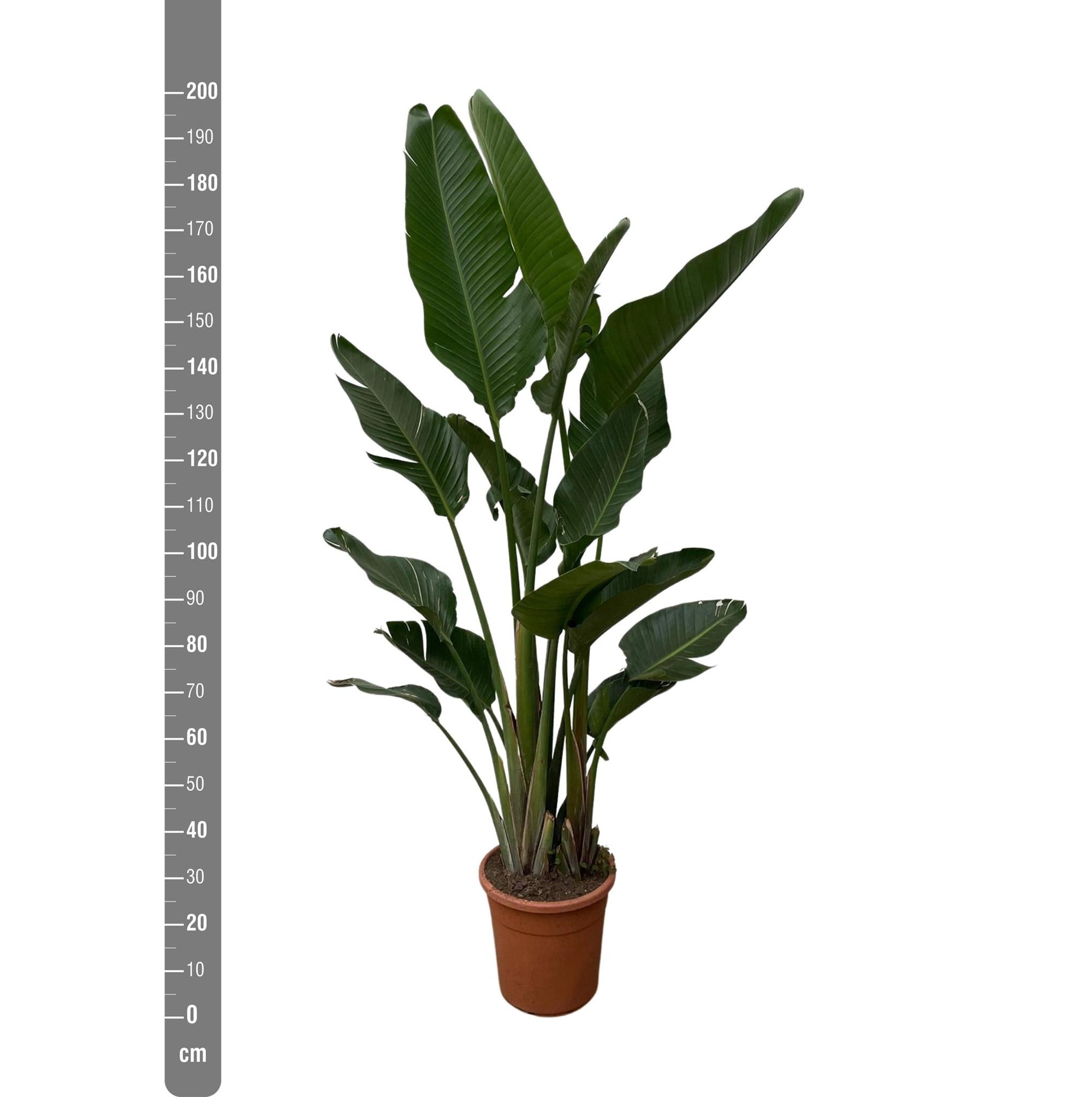 Strelitzia Augusta multi stam - 200cm - ø30