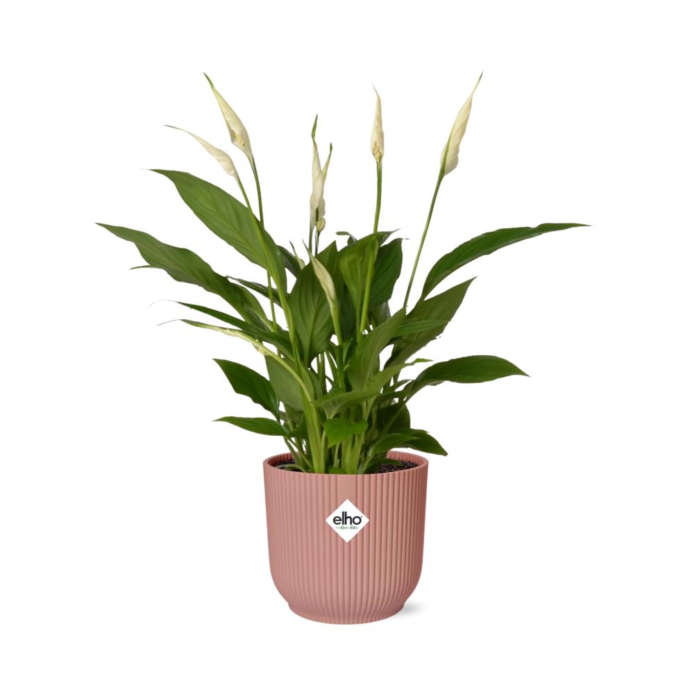 Spathiphyllum 12 Cm Torelli in ELHO Vibes Fold 14cm roze