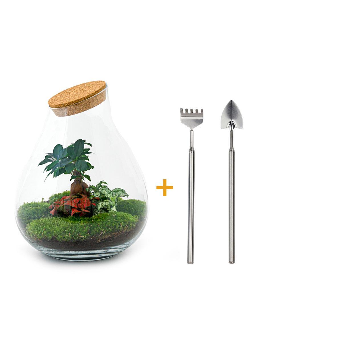 DIY terrarium - Drop XL Bonsai - ↑ 37 cm + Rake + Shovel