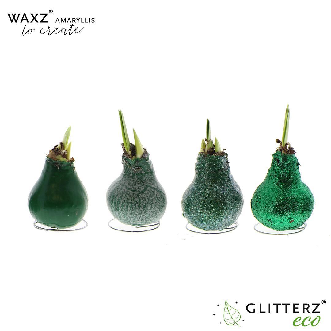 Amaryllis Waxz To Create Dark Green - 4 stuks - Ø7 cm - ↕15 cm