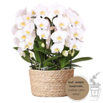 Kolibri Orchids | witte orchideeënset in Reed Basket incl. waterreservoir | drie gebogen witte orchideeën Niagara Fall 12cm | Mono Bouquet wit met zelfvoorzienend waterreservoir