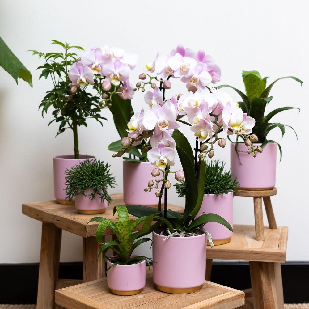 Kolibri Orchids | Roze Phalaenopsis orchidee – Andorra + Gold foot sierpot roze – potmaat Ø9cm – 35cm hoog | bloeiende kamerplant in bloempot - vers van de kweker